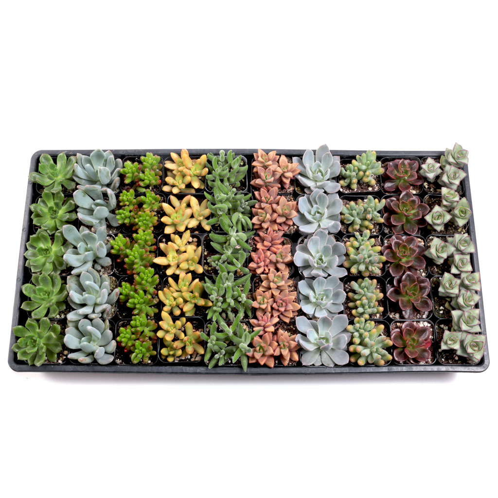 Soft Succulents Bulk 50 Tray - 10 Types w/ ID - 2in Pots Questions & Answers