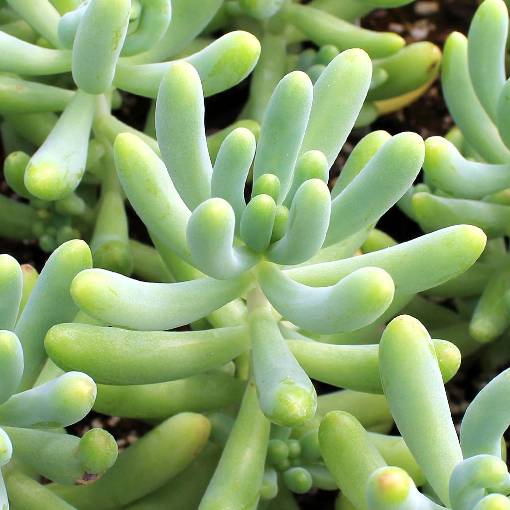 Sedum pachyphyllum - Blue Jelly Bean Questions & Answers