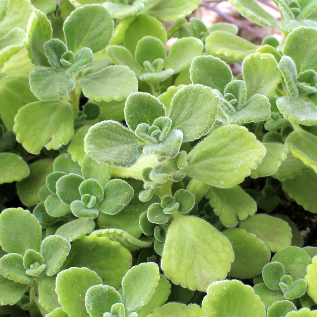 how big is the plant ?  in inches. Plectranthus Tomentosa