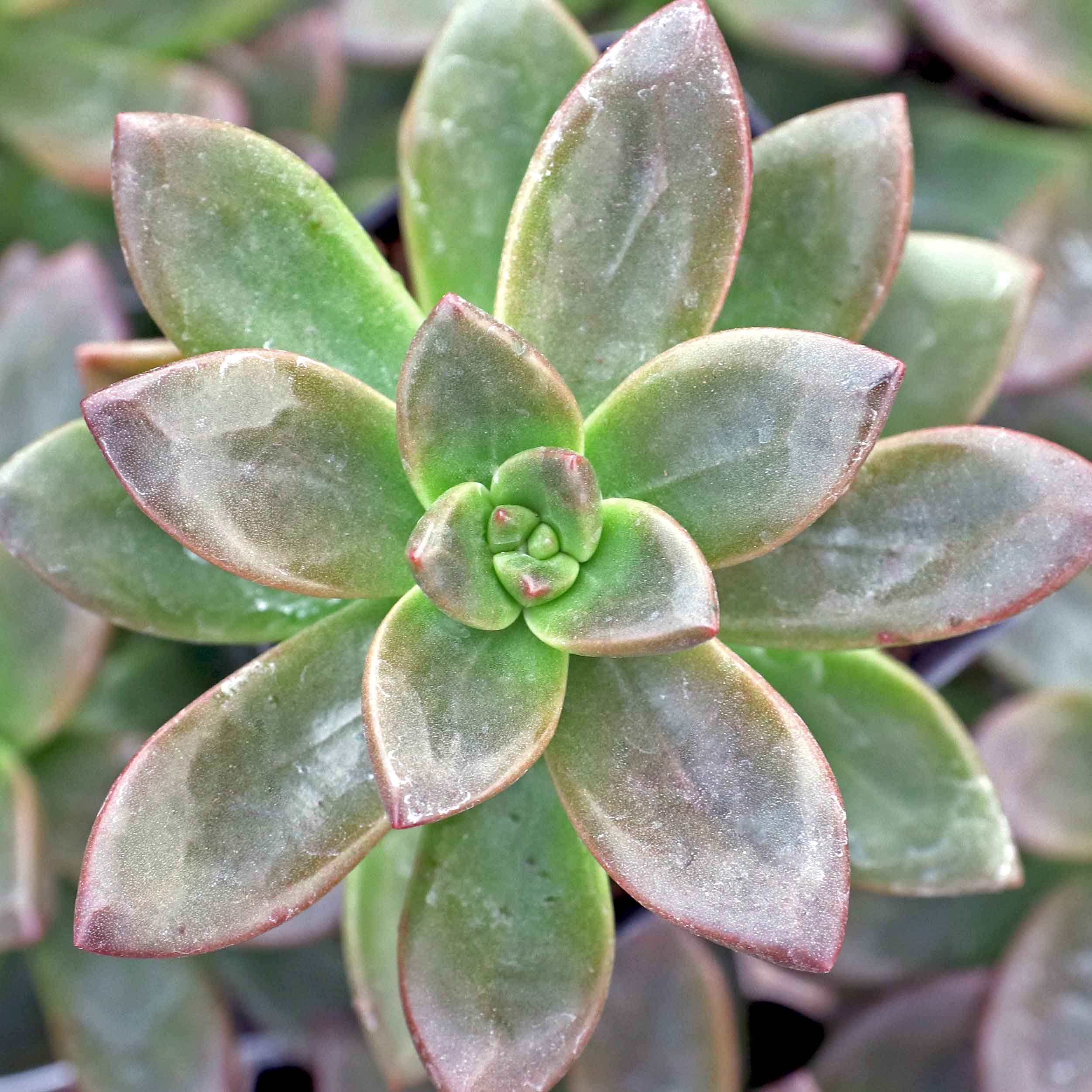 Can the flowering offshoots be replanted or should they be pruned?