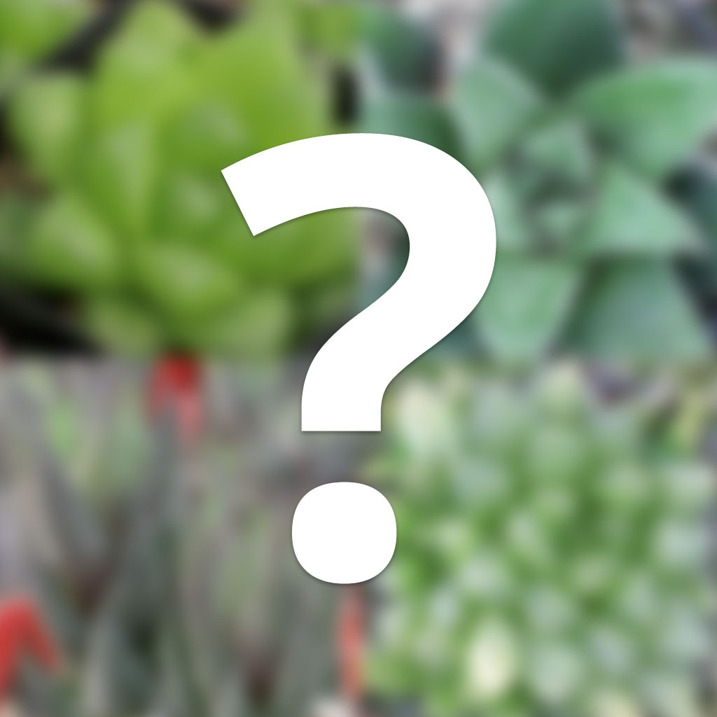 Mystery Haworthia Questions & Answers