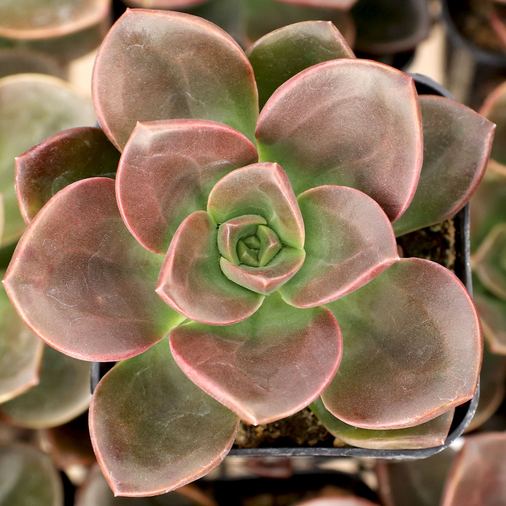 Echeveria 'Melaco' Questions & Answers