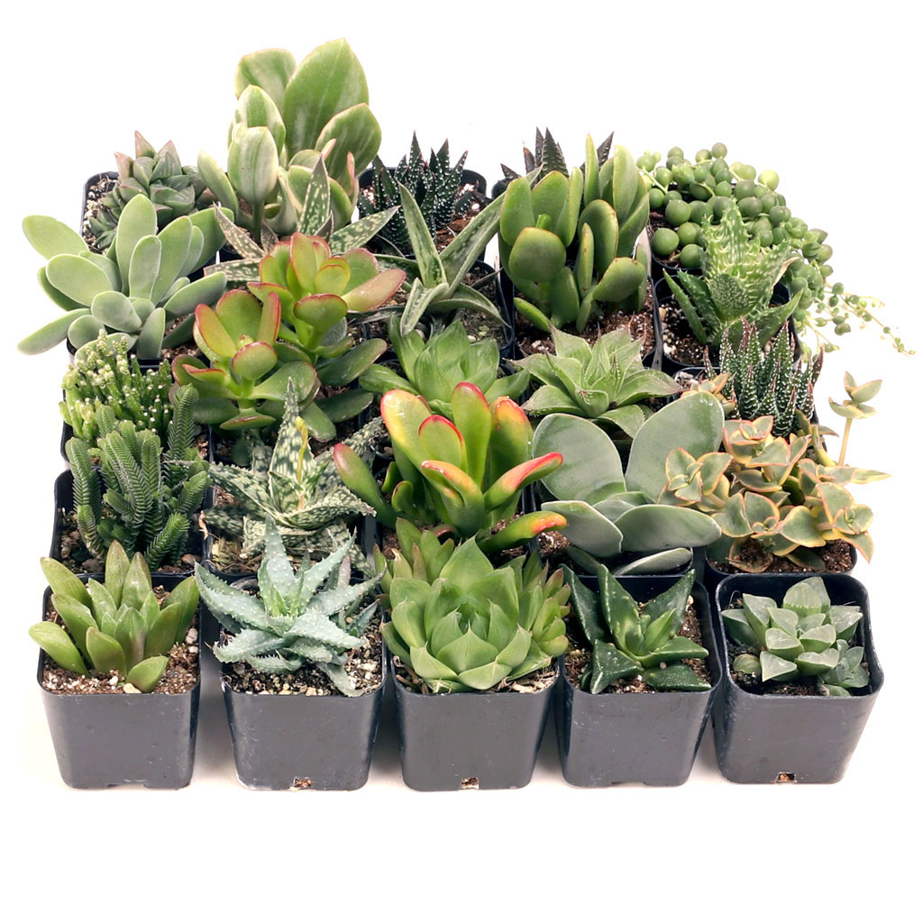 Easy Indoor Succulents 20-Pack (20 Varieties, 2" Pots) Questions & Answers