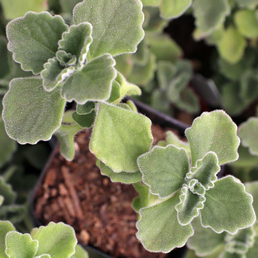 Plectranthus amboinicus - Comfort Plant, Cuban Oregano Questions & Answers