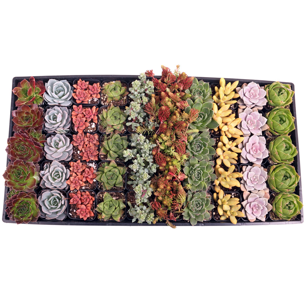 Are the bulk succulents in the Awesome tray in pots?