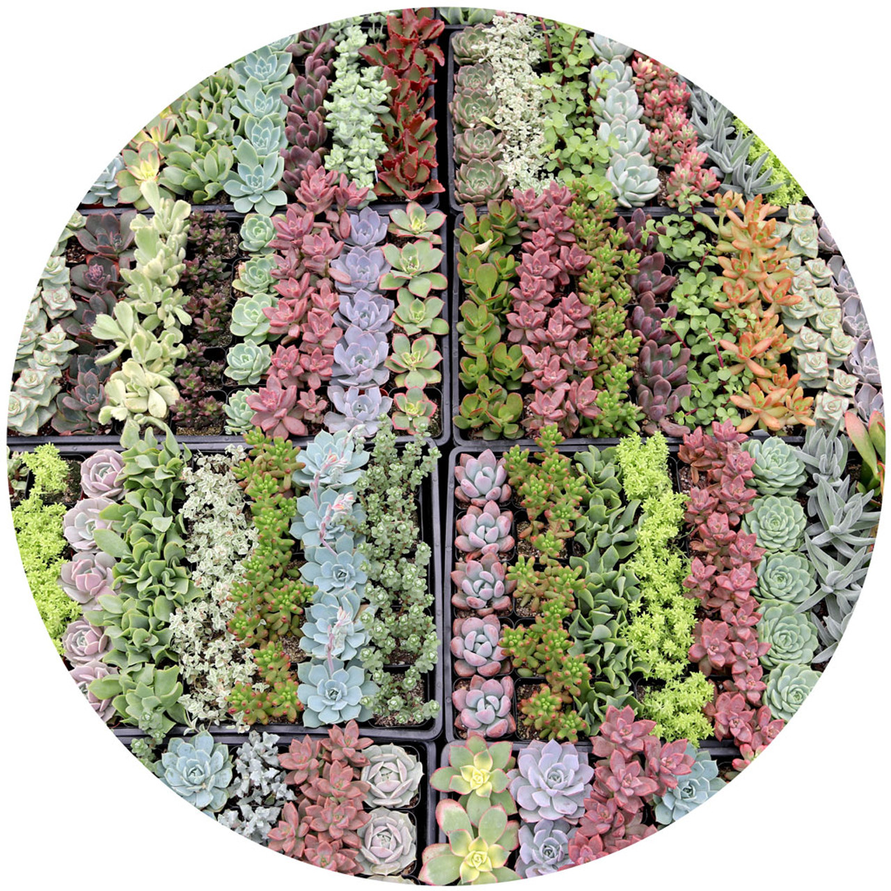 which type of assorted succulents do you recommend for terrariums?  They need to be small.  Thank you!