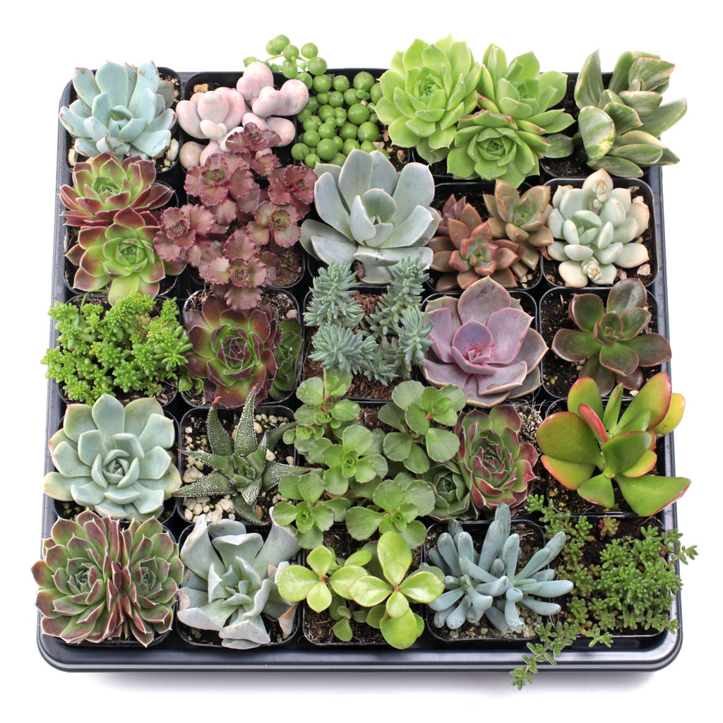 MCG Super™ 25 Bulk Succulents - 25 Types - 2in Pots Questions & Answers