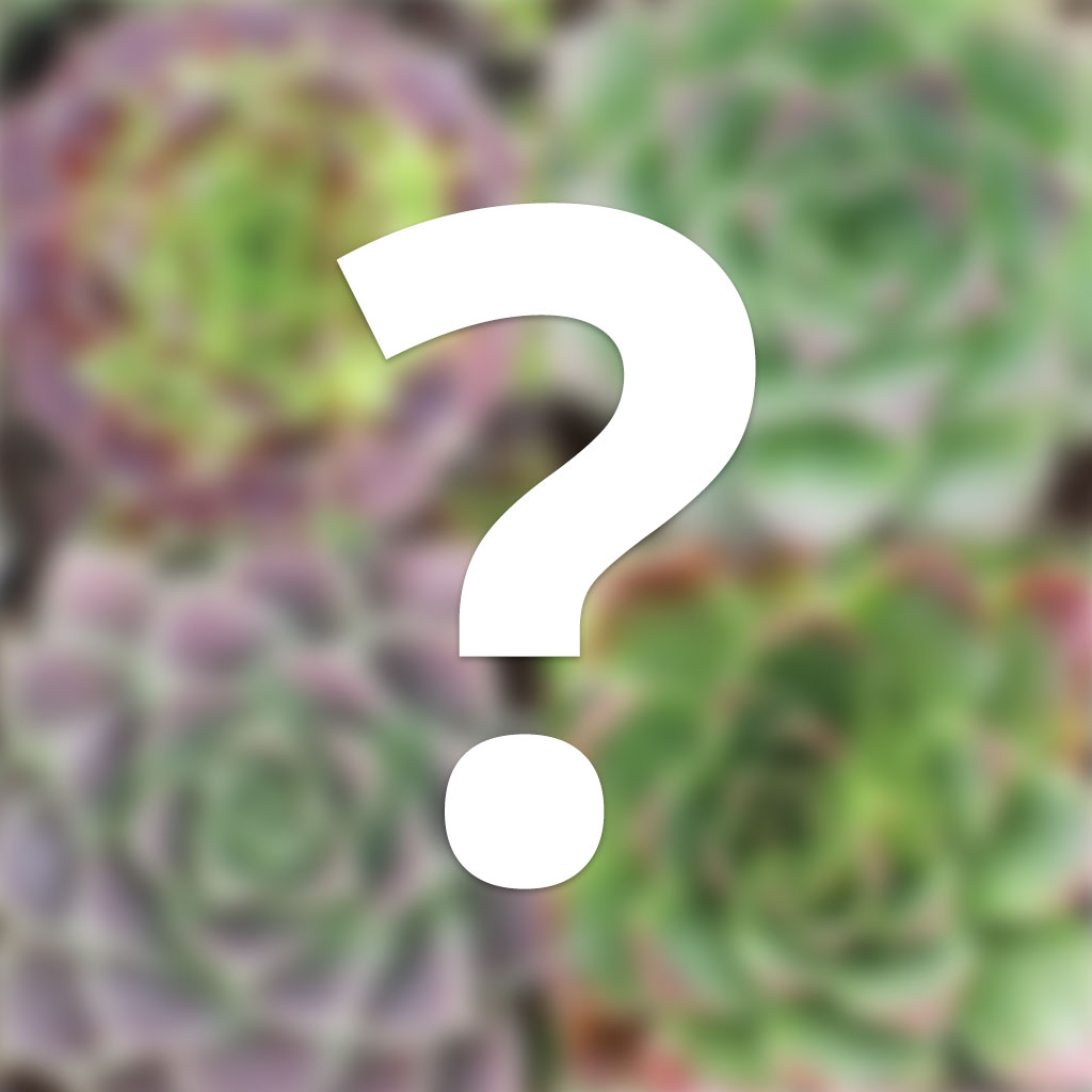 How many succulents are included in the unlabeled simpervivum?