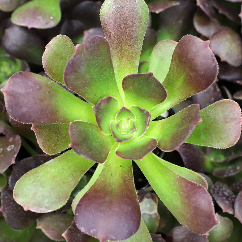 Aeonium urbicum 'Rubrum' Questions & Answers