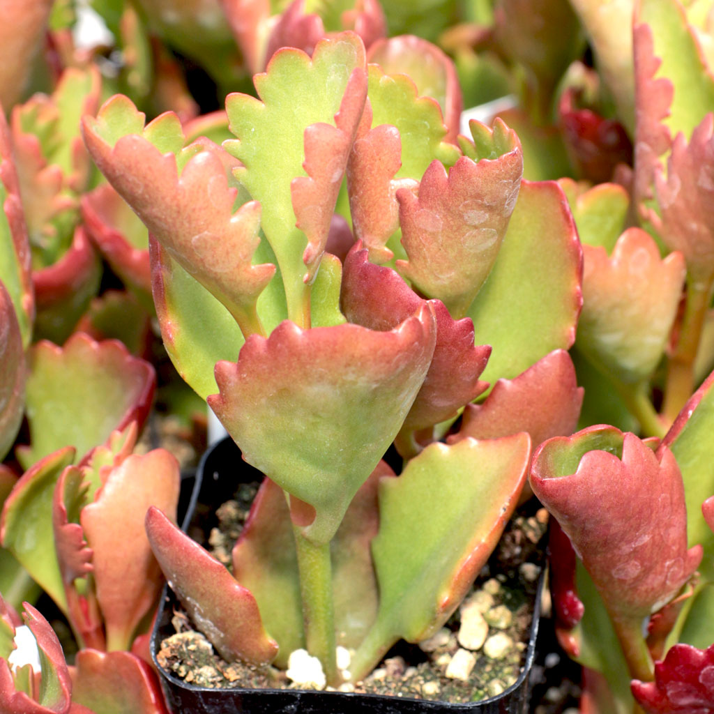 Kalanchoe sexangularis - Red-Leaved Kalanchoe Questions & Answers