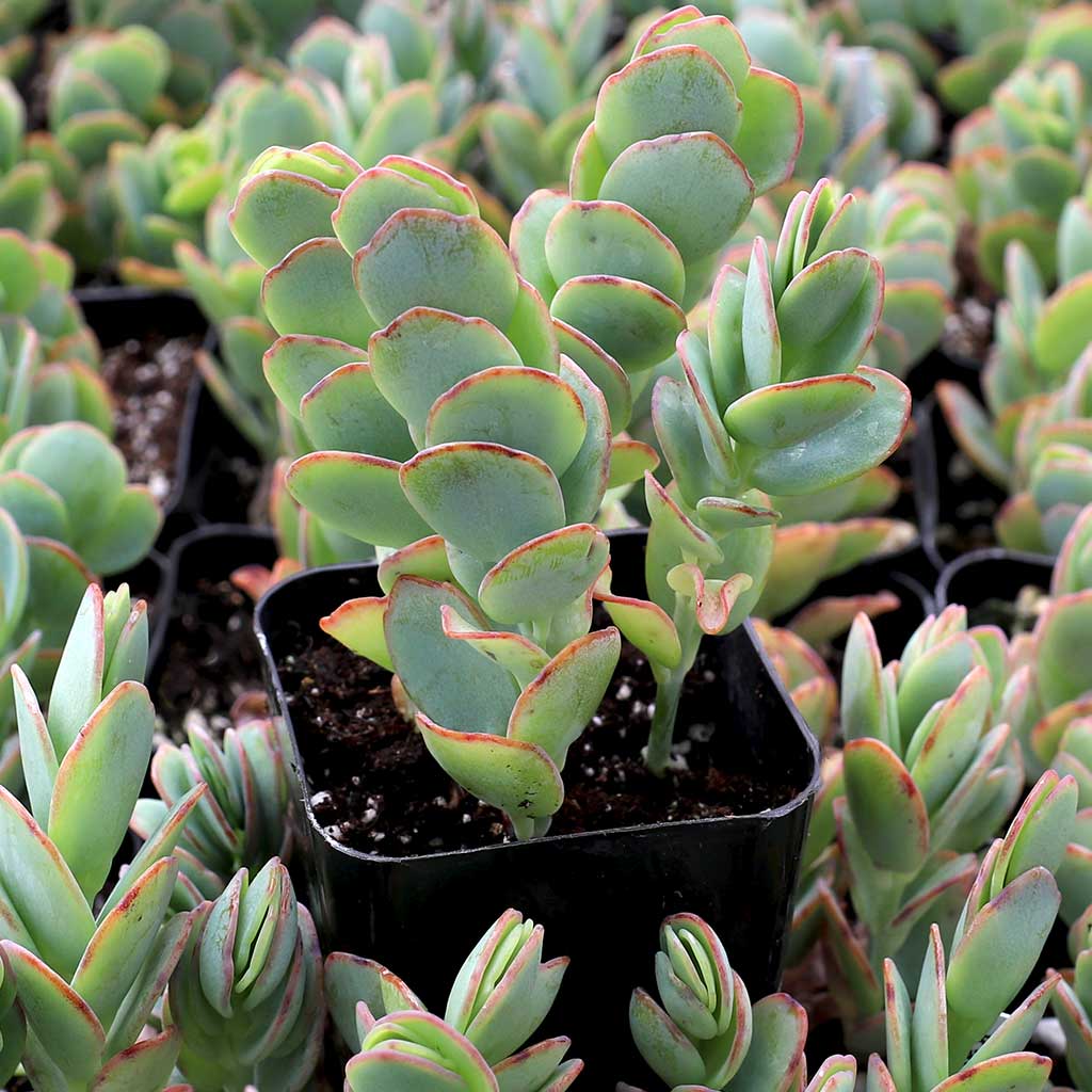 Kalanchoe marnieriana - Marnier's Kalanchoe Questions & Answers