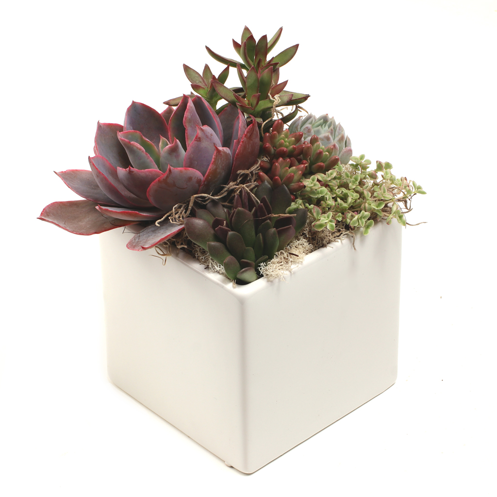 Urban Square Pot 4.75" x 4.50" White Questions & Answers