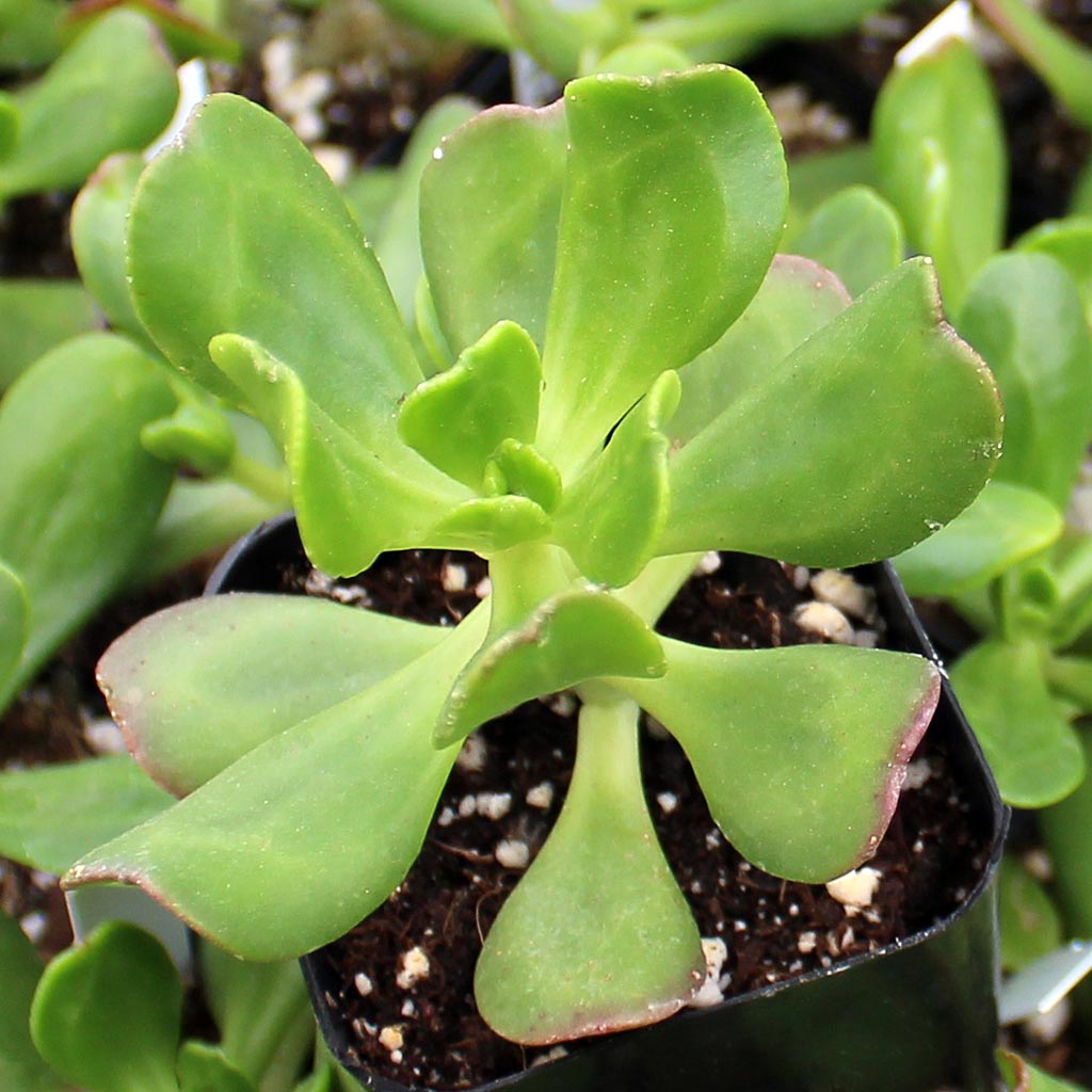 Sedum dendroideum - Tree Stonecrop Questions & Answers