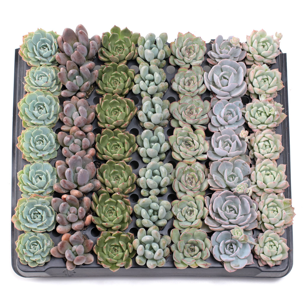 Do the tray of succulents come in a pot?  We would like to use for wedding favor