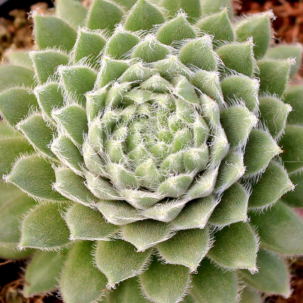 Sempervivum 'Averil' Questions & Answers