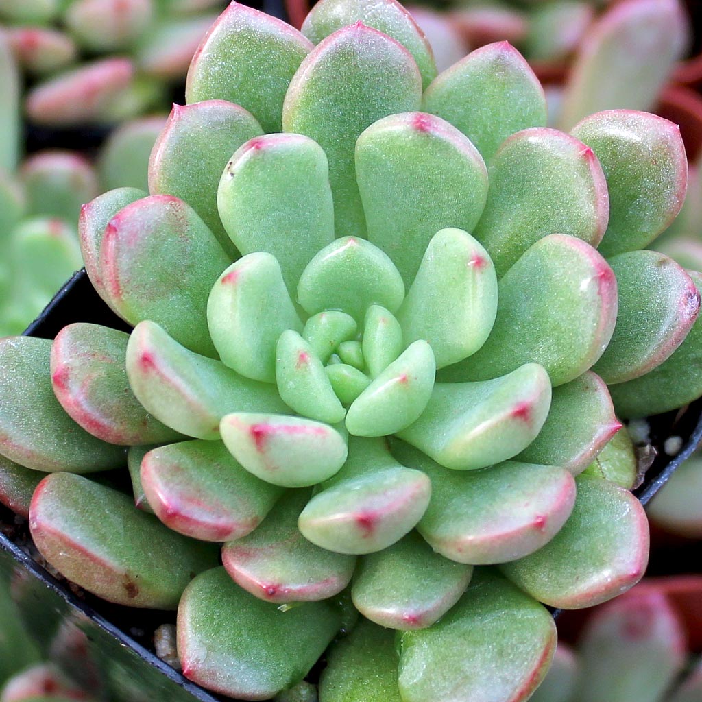 Graptoveria 'Bashful' Questions & Answers