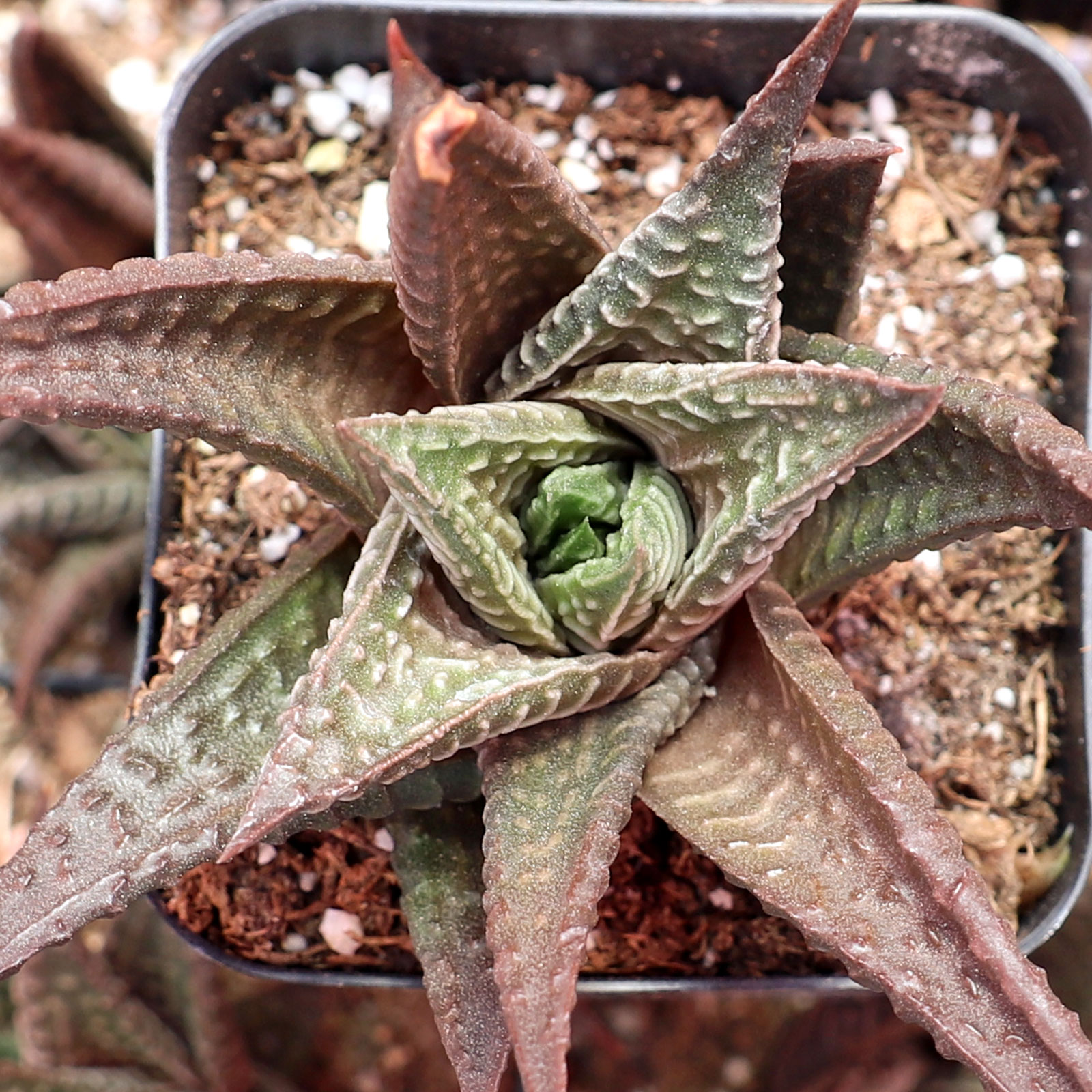 Haworthia limifolia - Fairy Washboard Questions & Answers