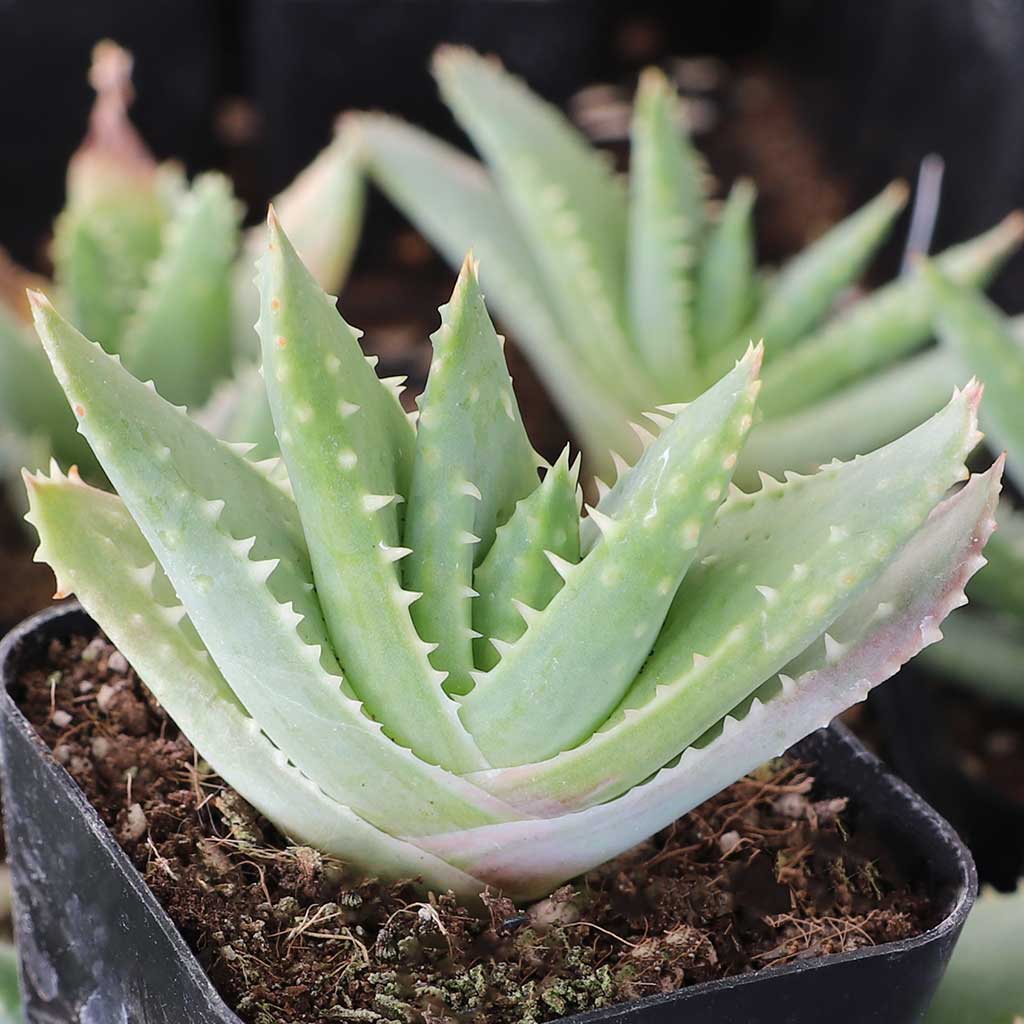 Aloe brevifolia - Short-leaved Aloe Questions & Answers