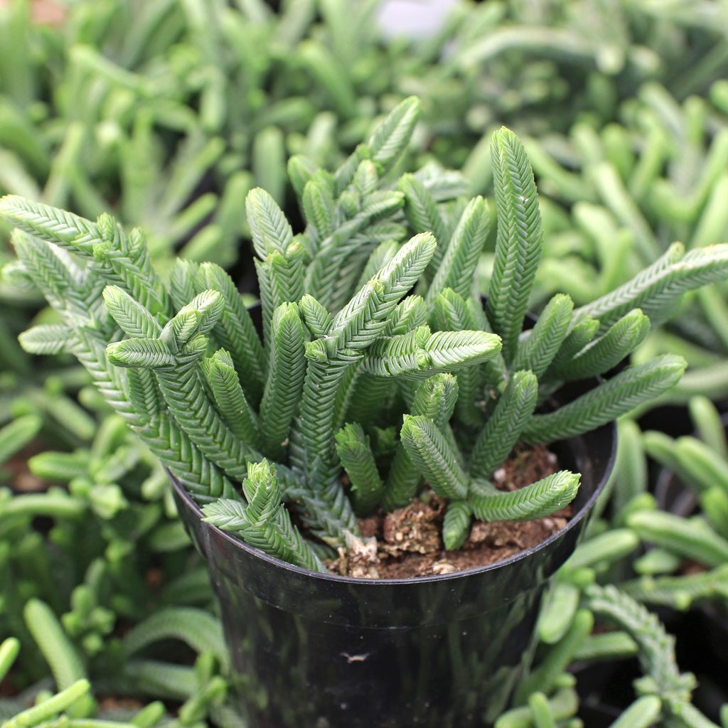 Can I grow these Crassula Watch Chain in a hanging pot outdoors in shade?