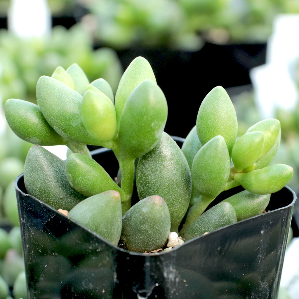 Adromischus filicaulis ssp. marlothii Questions & Answers