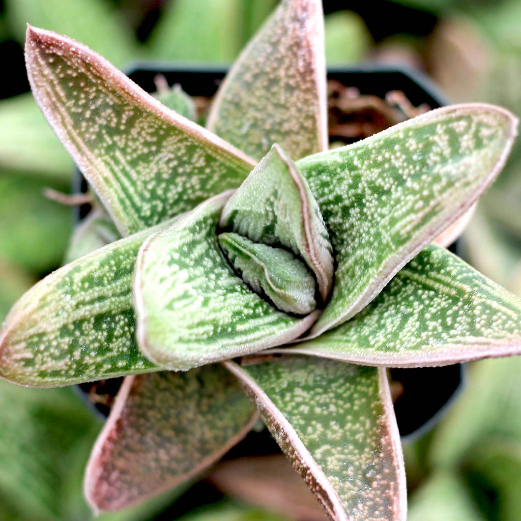 Do gasteria little warty flower?