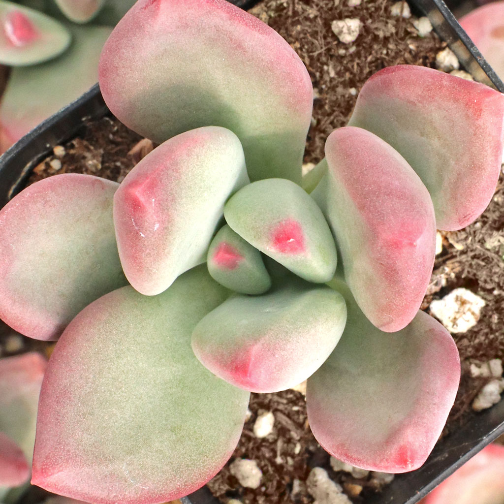 Pachyveria 'Draco' Questions & Answers