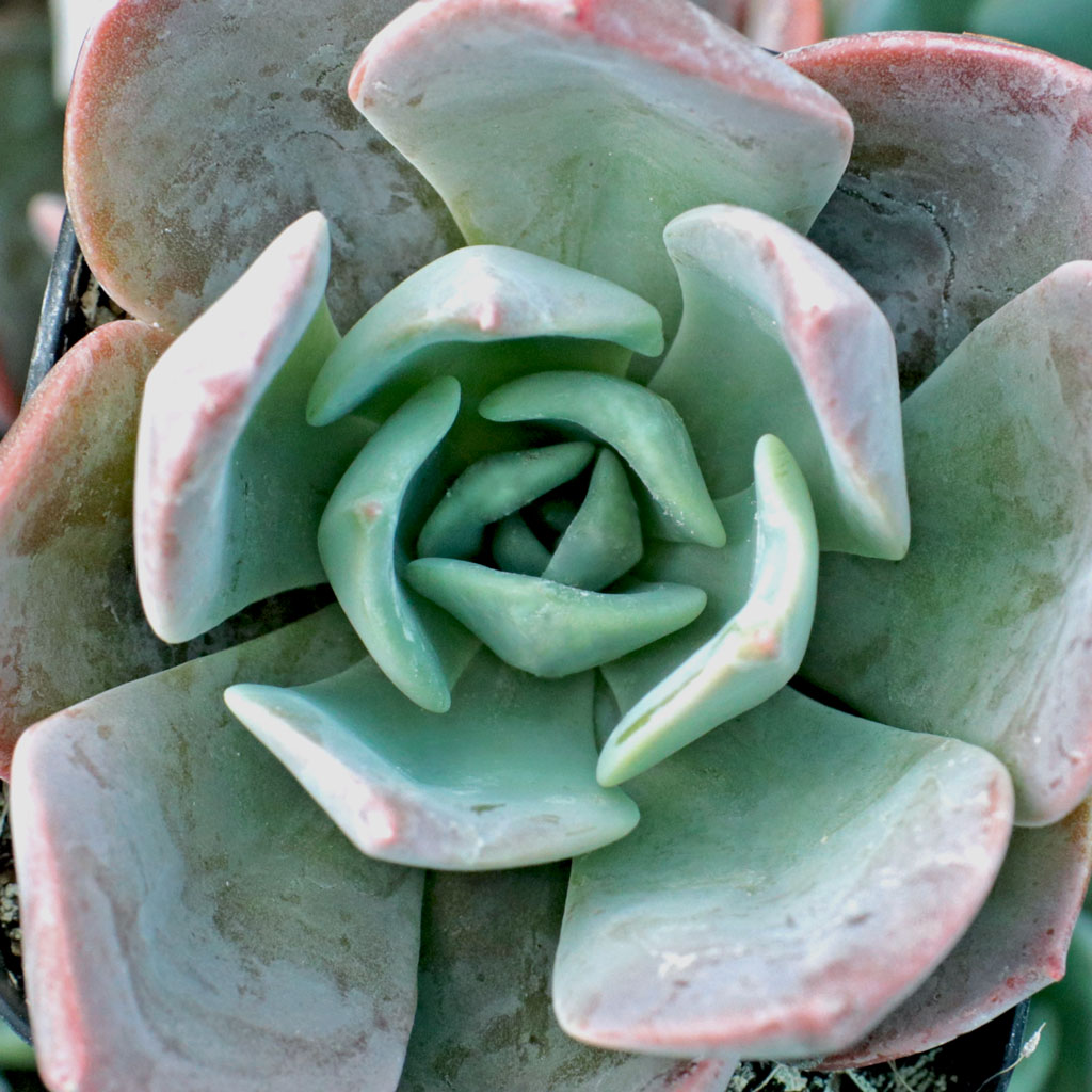 Echeveria 'Blue Prince' Questions & Answers