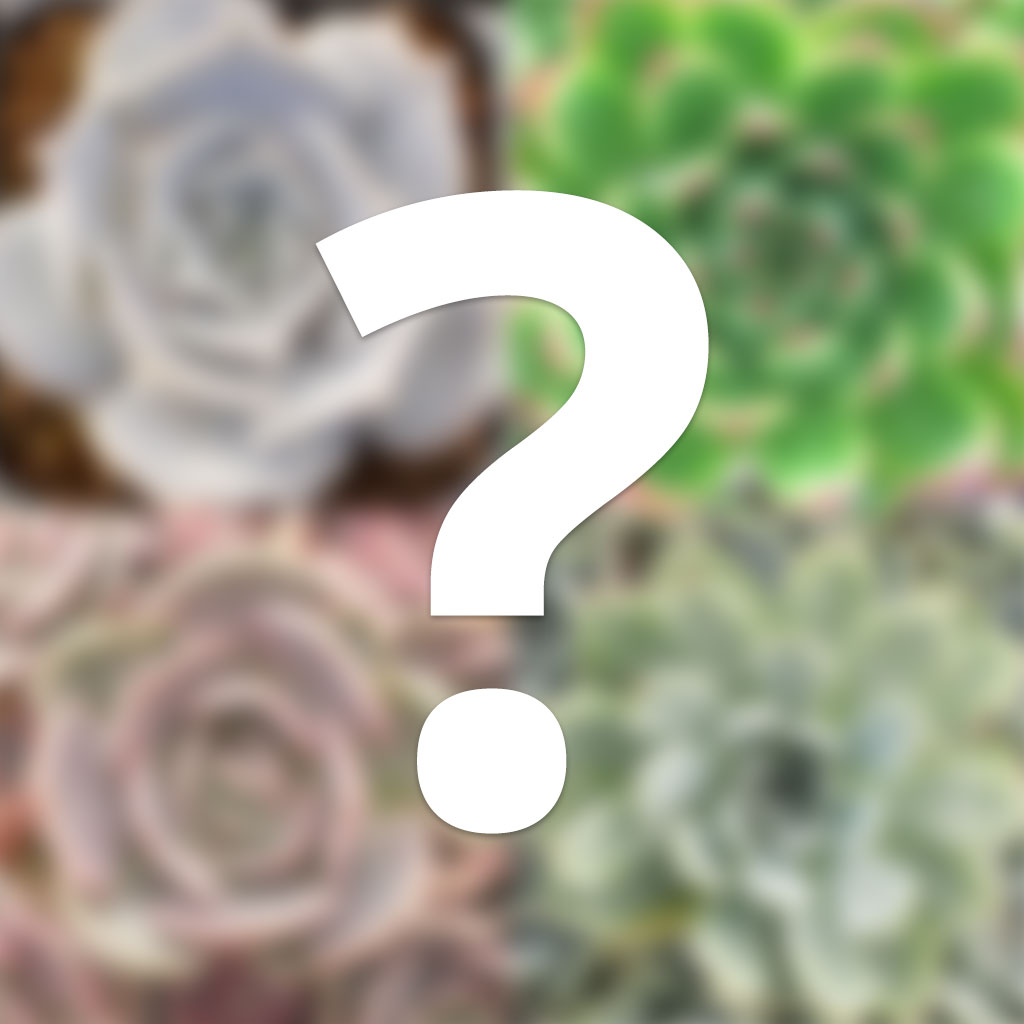 Mystery Echeveria Questions & Answers