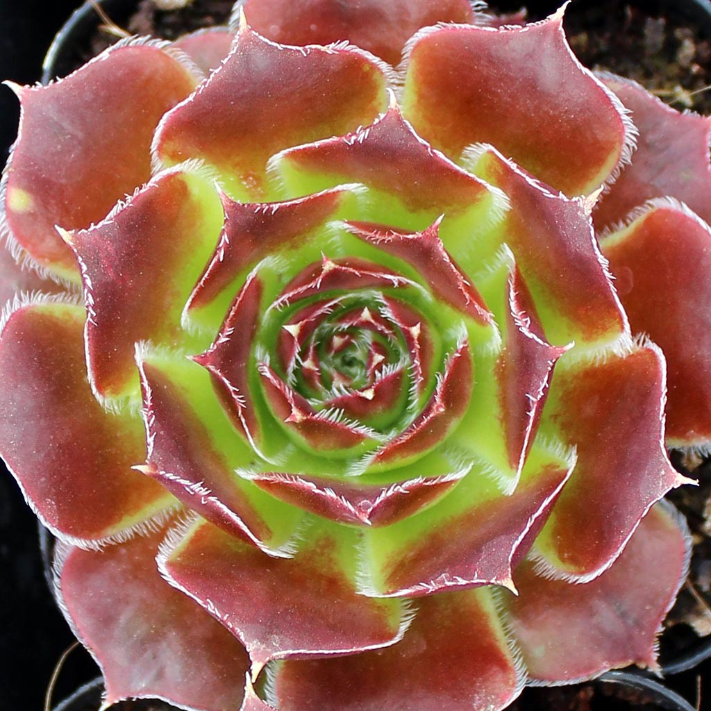 Sempervivum heuffelii 'Worstiana' Questions & Answers