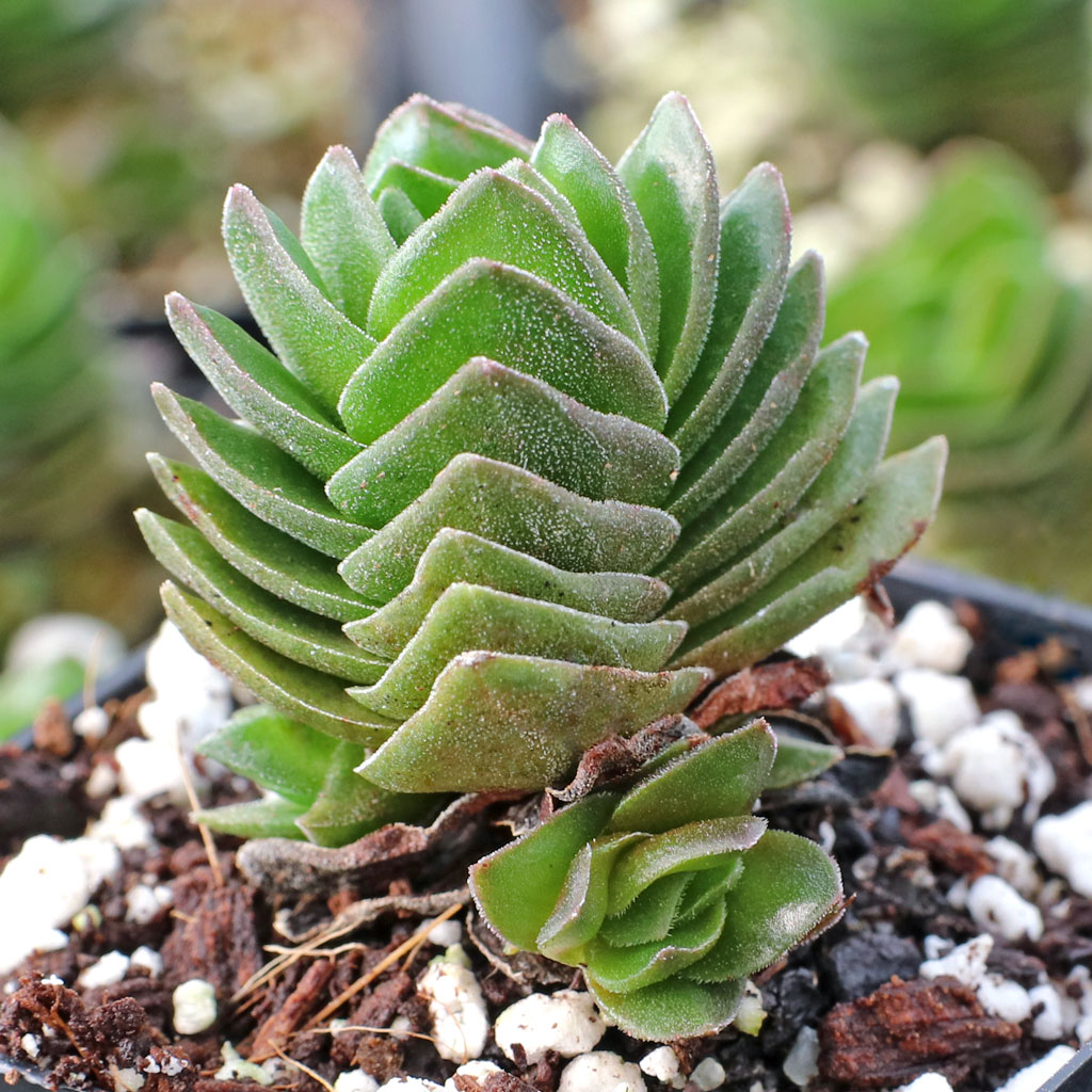 Crassula 'Buddha's Temple' [small] Questions & Answers