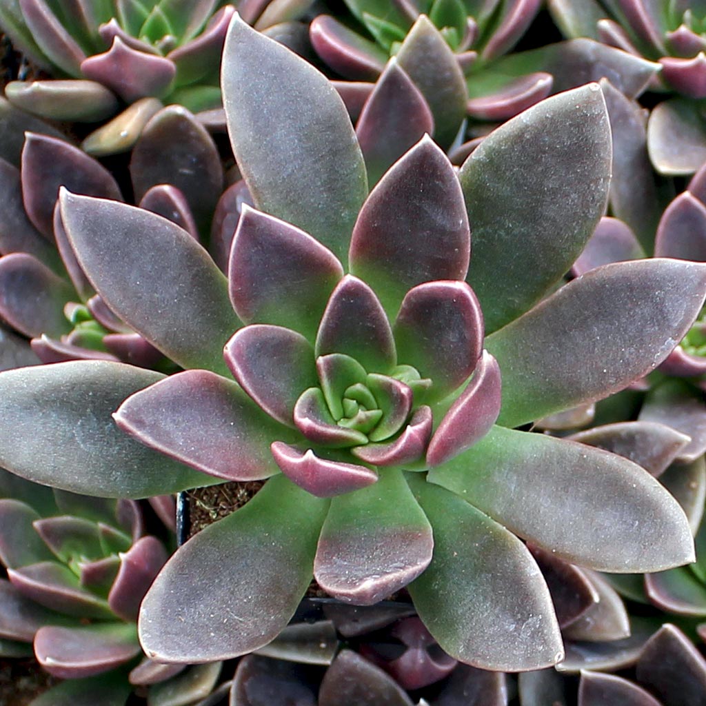 Echeveria 'Serrana' [exclusive] Questions & Answers