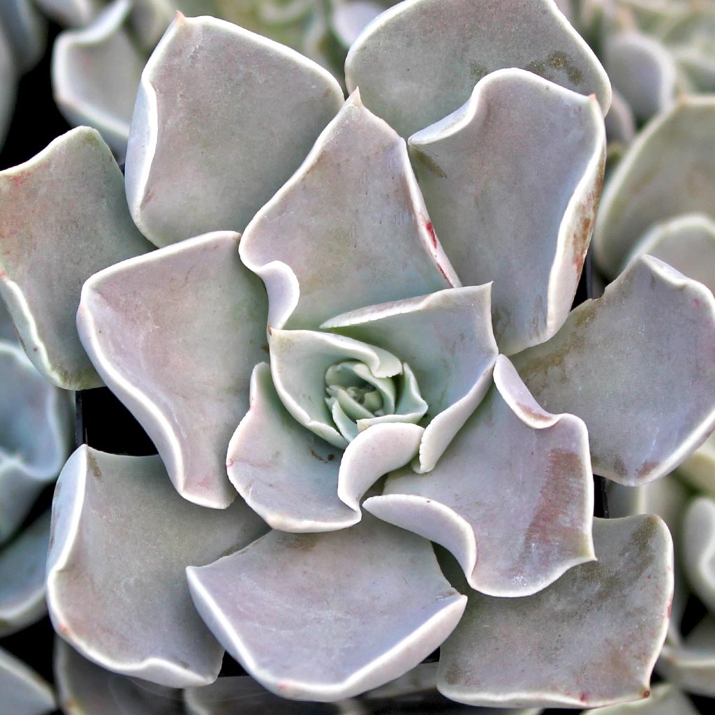 Echeveria strictiflora Questions & Answers