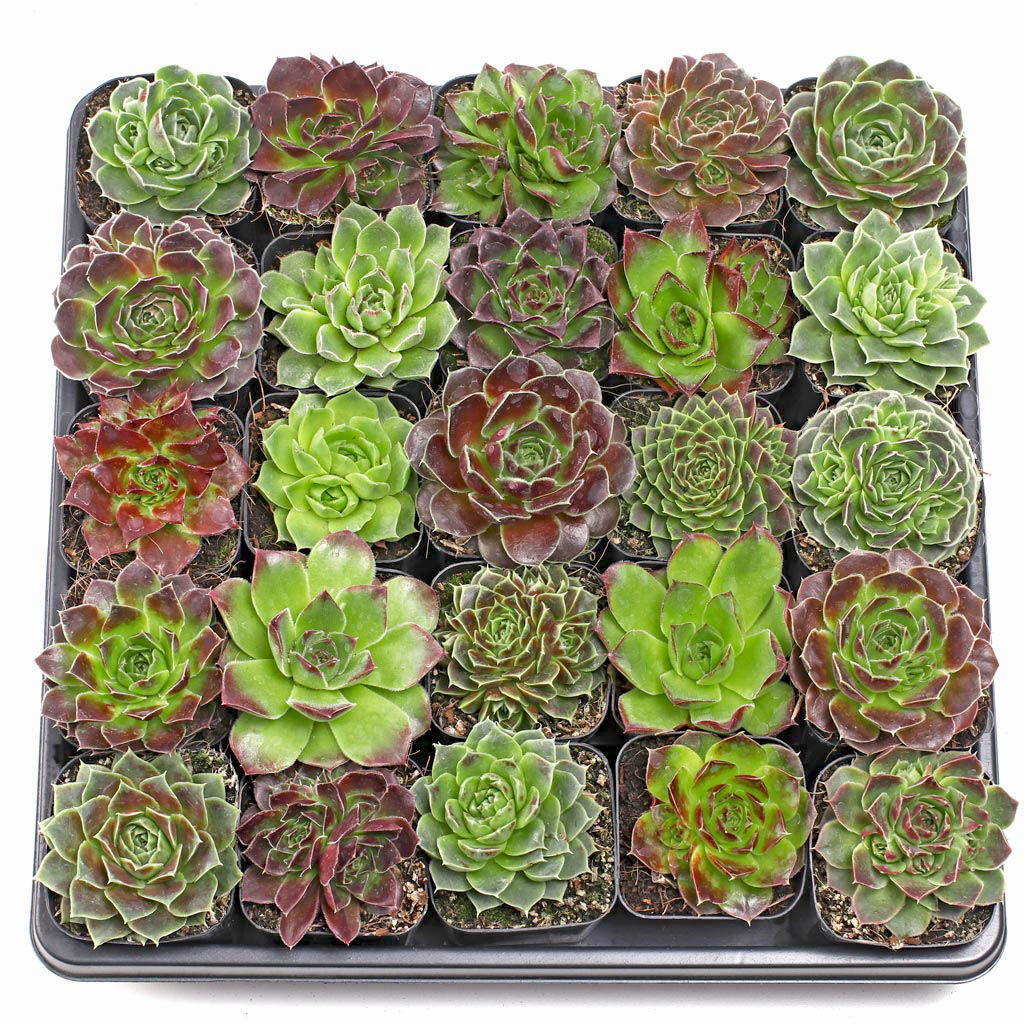 Is Sempervivum heuffelii Tray totally different from Sempervium Tray?