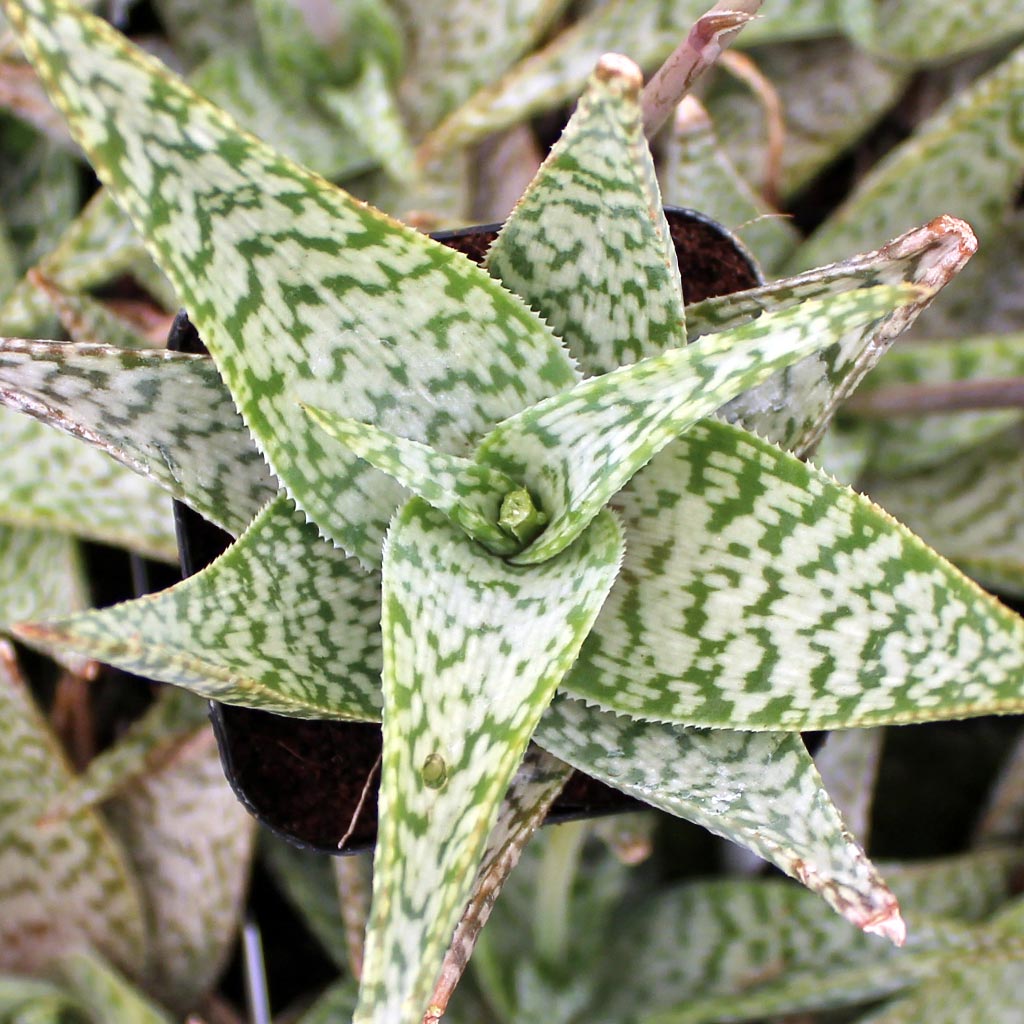 Aloe 'White Beauty' Questions & Answers