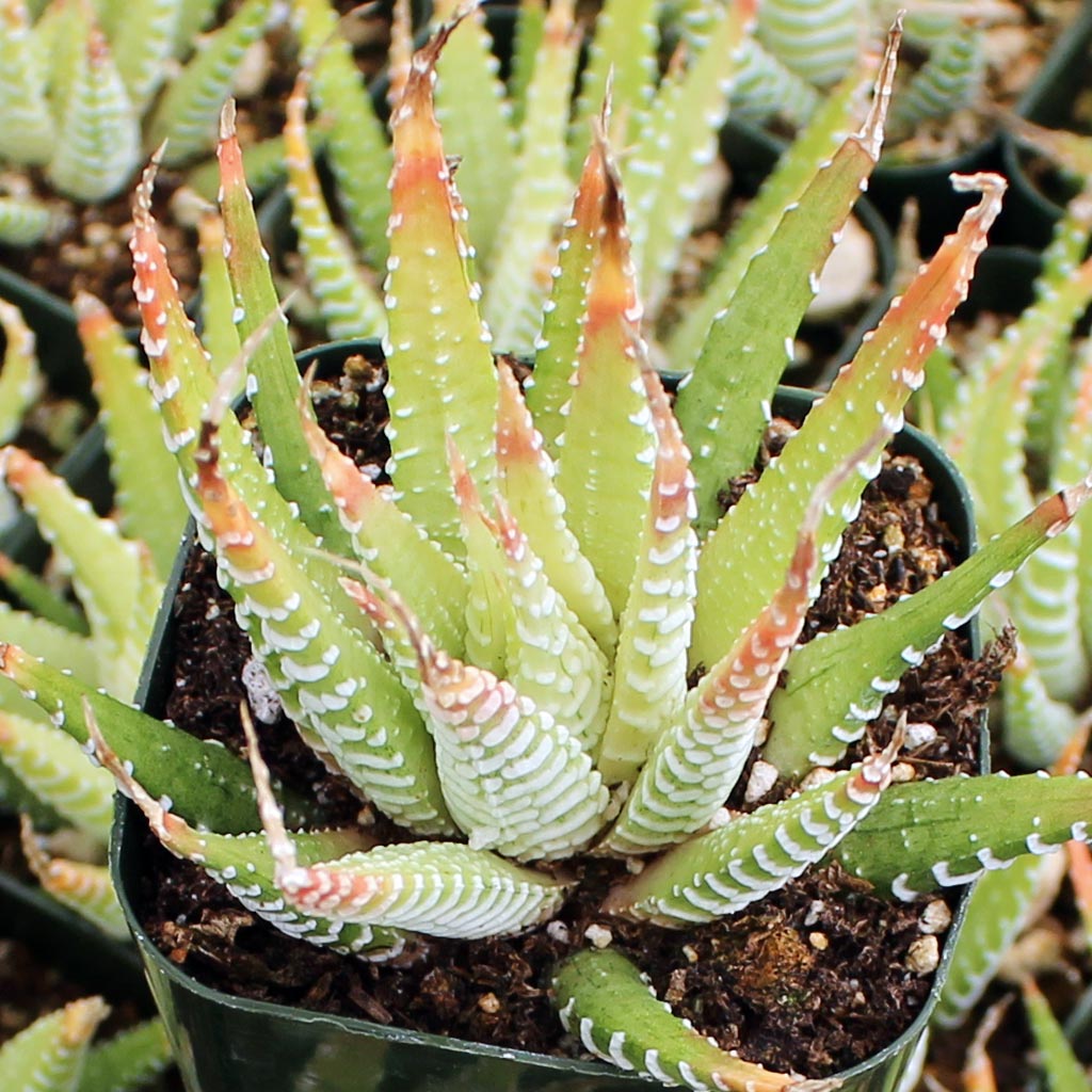 Haworthia fasciata f. variegata - Variegated Zebra Plant Questions & Answers