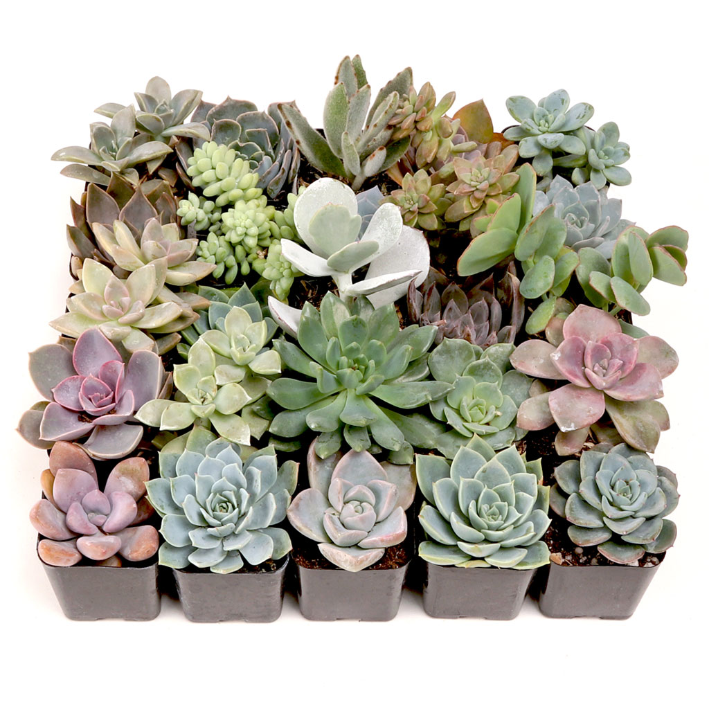 Pastel Succulents Bulk 25 Tray - 25 Types w/ ID - 2in Pots Questions & Answers