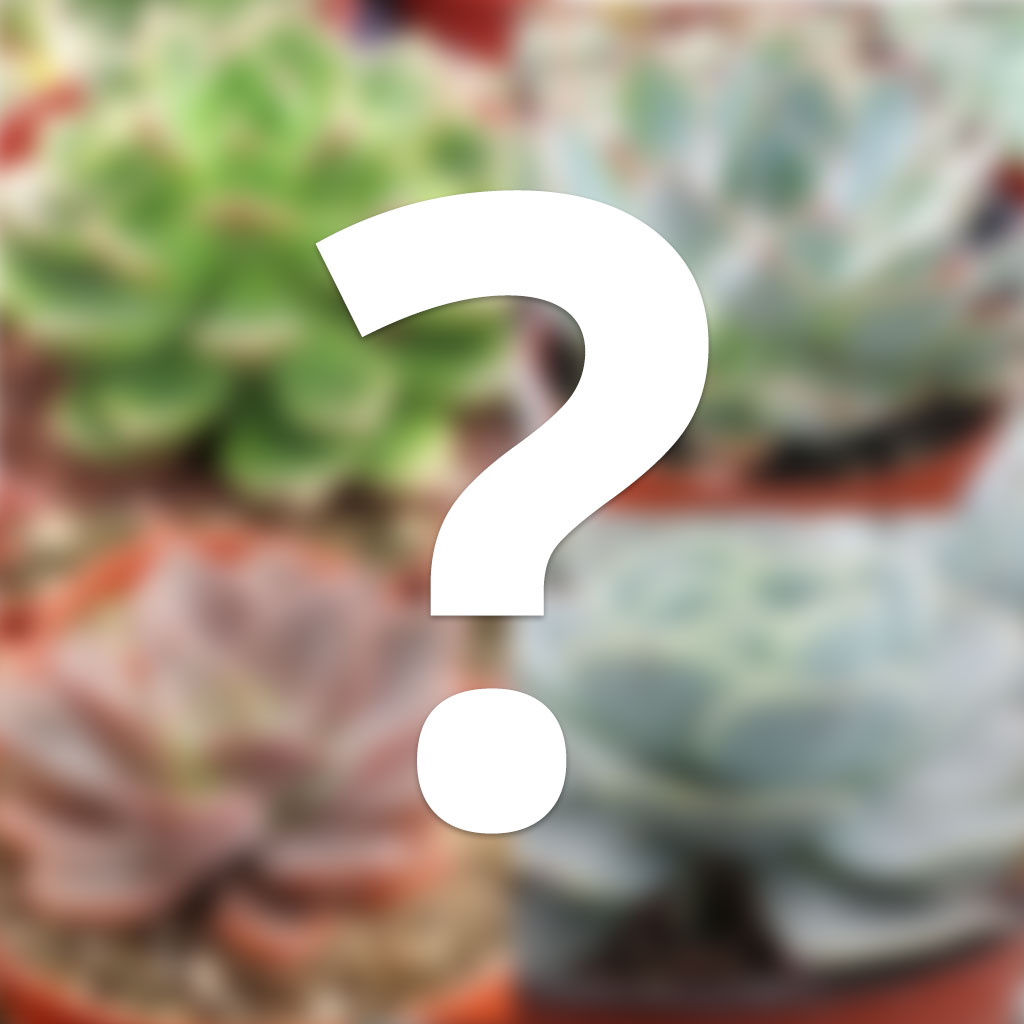 Mystery Echeveria [large] Questions & Answers