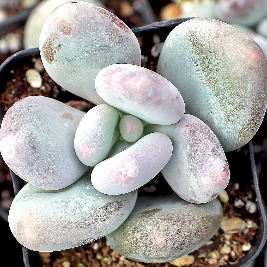 Pachyphytum oviferum - Moonstones Questions & Answers