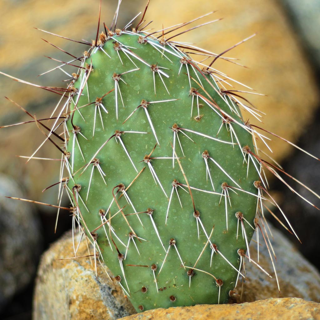 Opuntia 'Fiesta' [7-8"] Questions & Answers