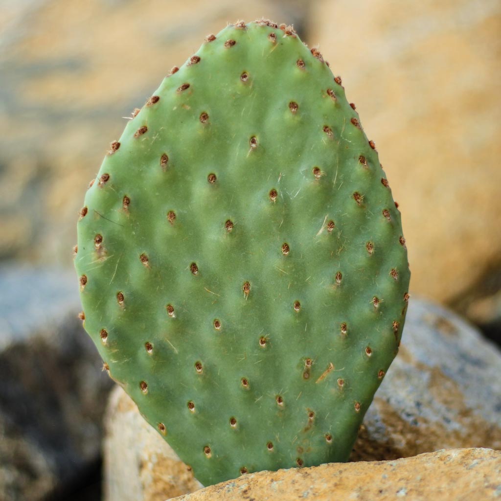 Opuntia 'Orange Chiffon' [4-6"] Questions & Answers