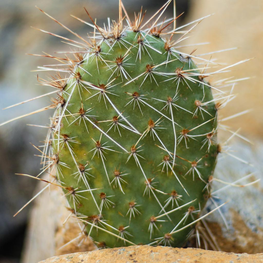 can Opuntia polyacantha 'Nebraska Orange' be grown indoors?