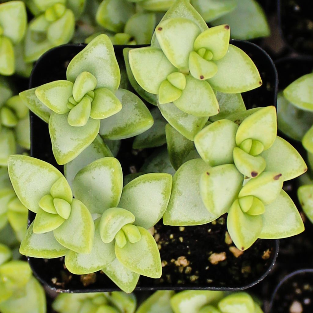 Crassula rupestris Questions & Answers