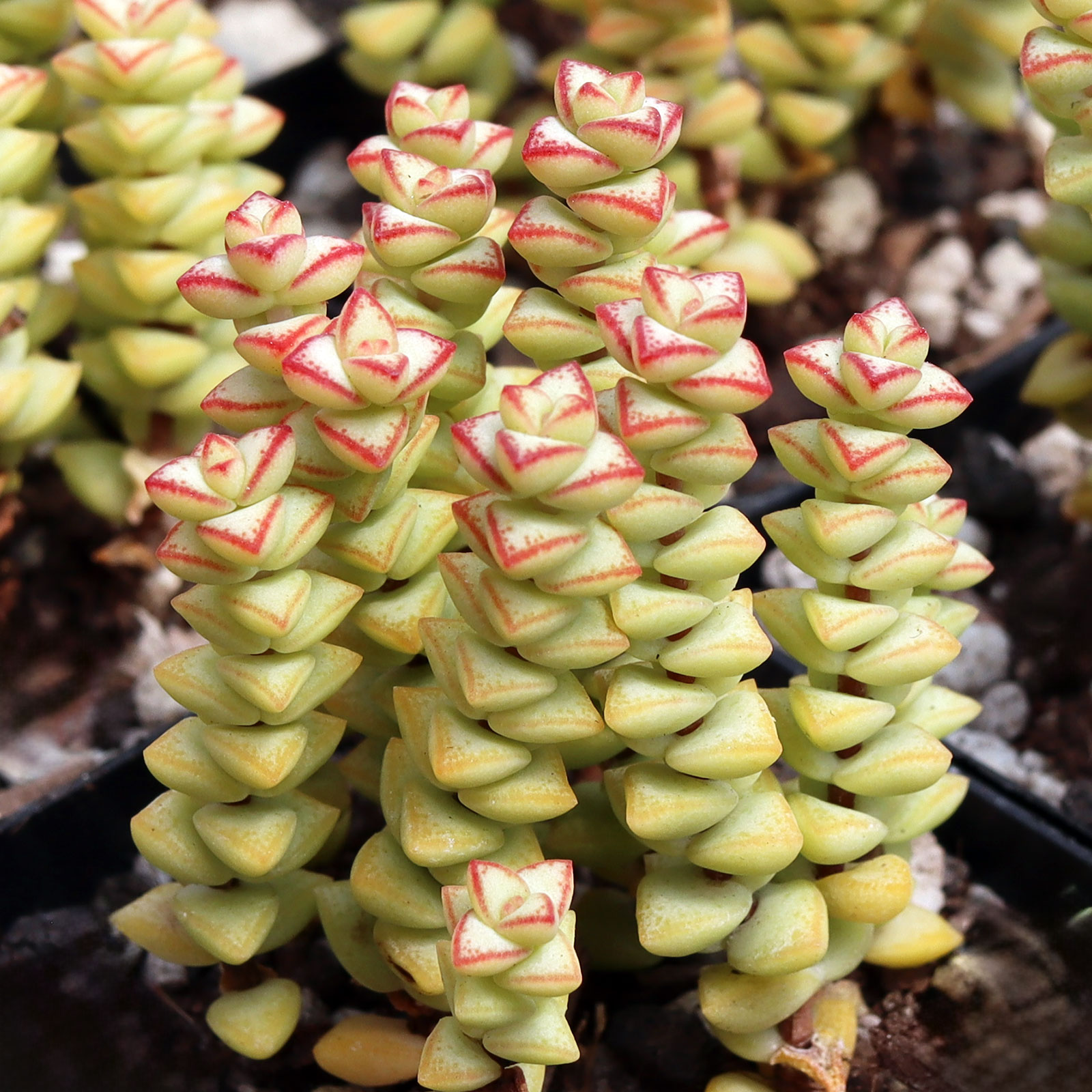 Crassula rupestris ssp. commutata 'Tom Thumb' Questions & Answers