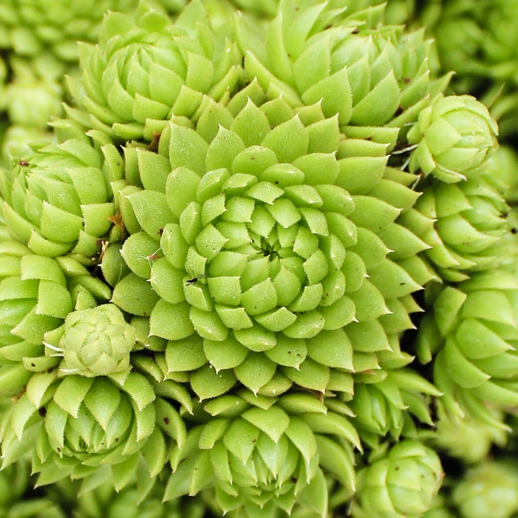 Sempervivum globiferum ssp. allionii Questions & Answers