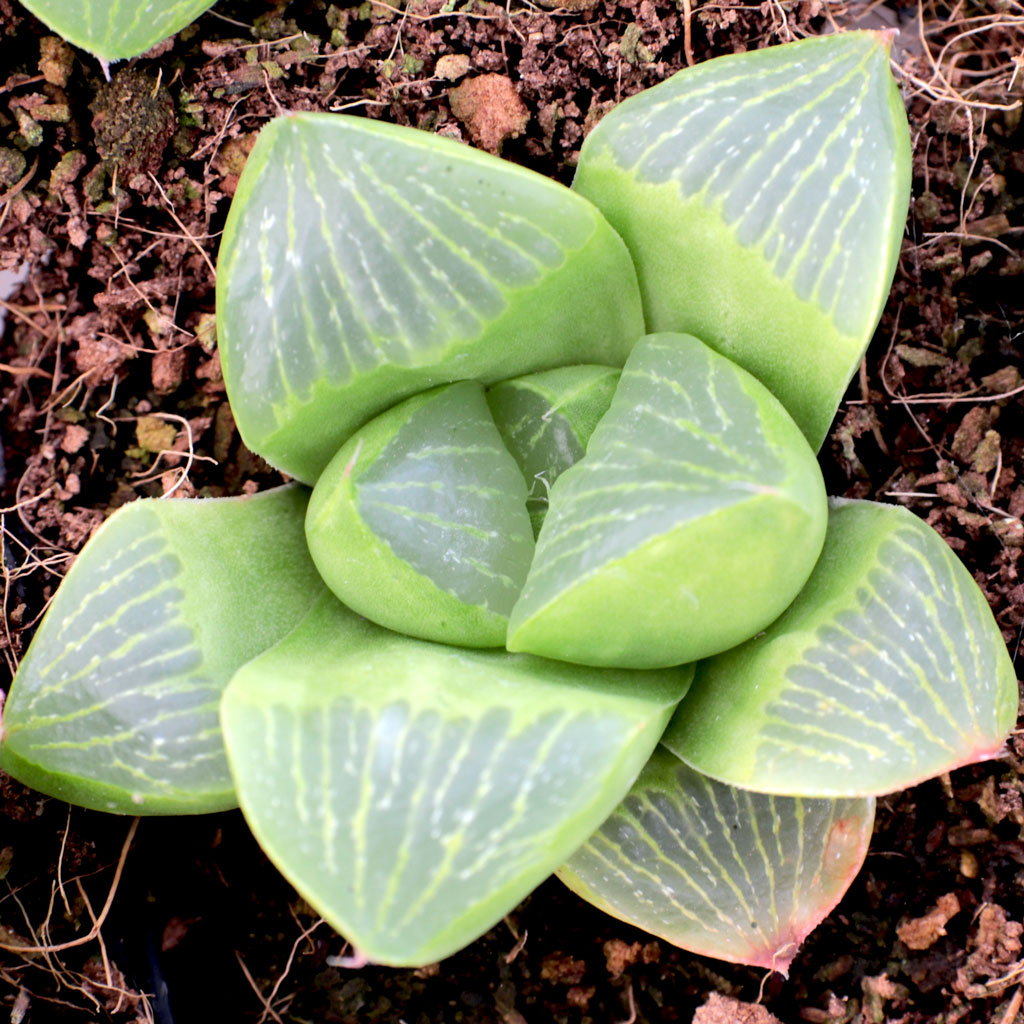 My Haworthia retusa is wrinkled.  I added water but it didn’t help.