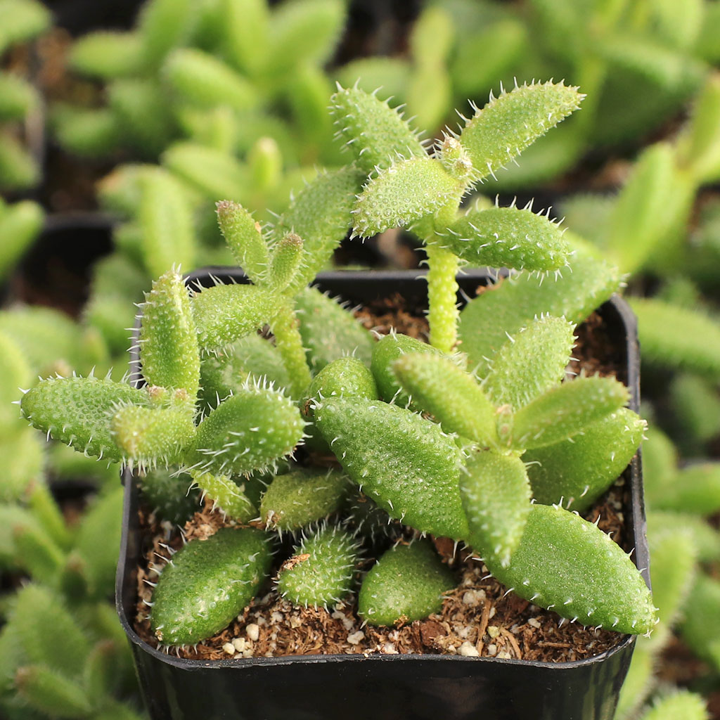 Why is my Delosperma echinatum - Pickle Plant now purple?