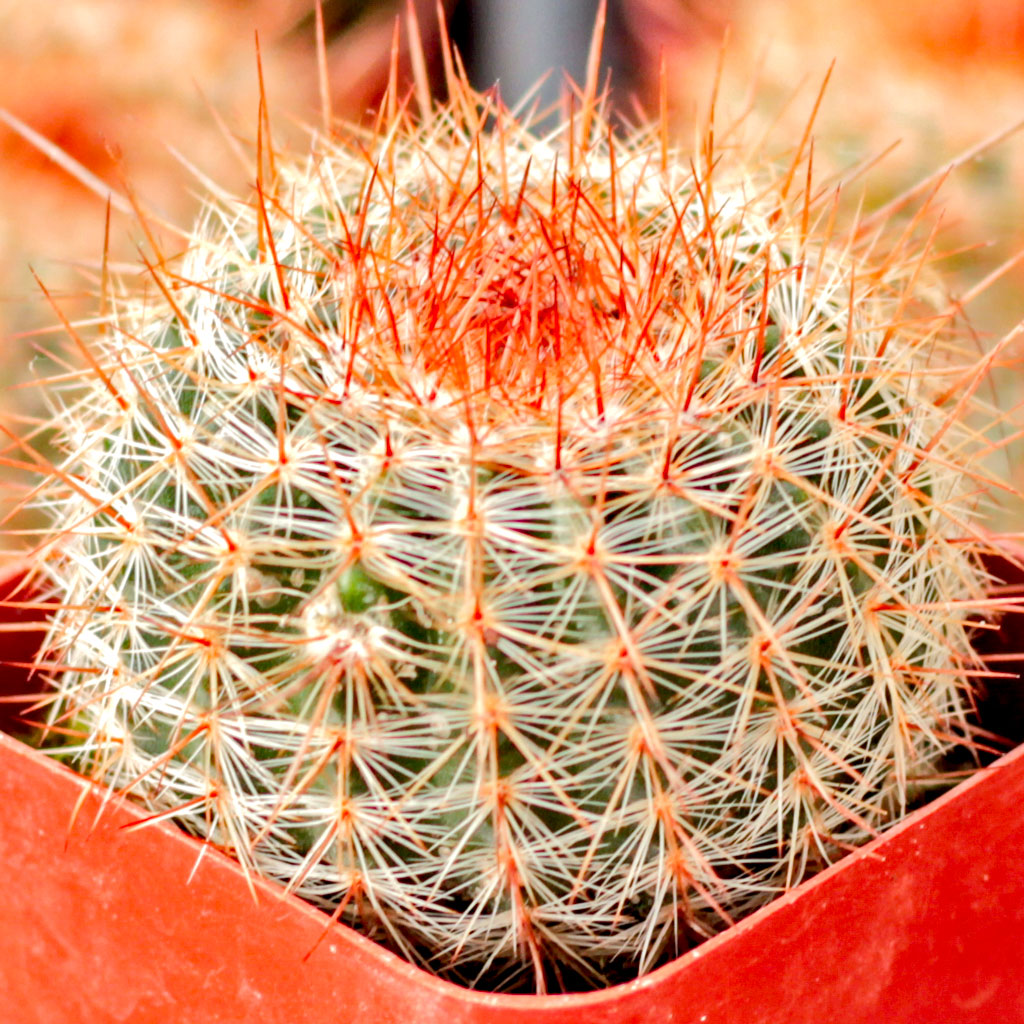 looking for the most prolific blooming cactus