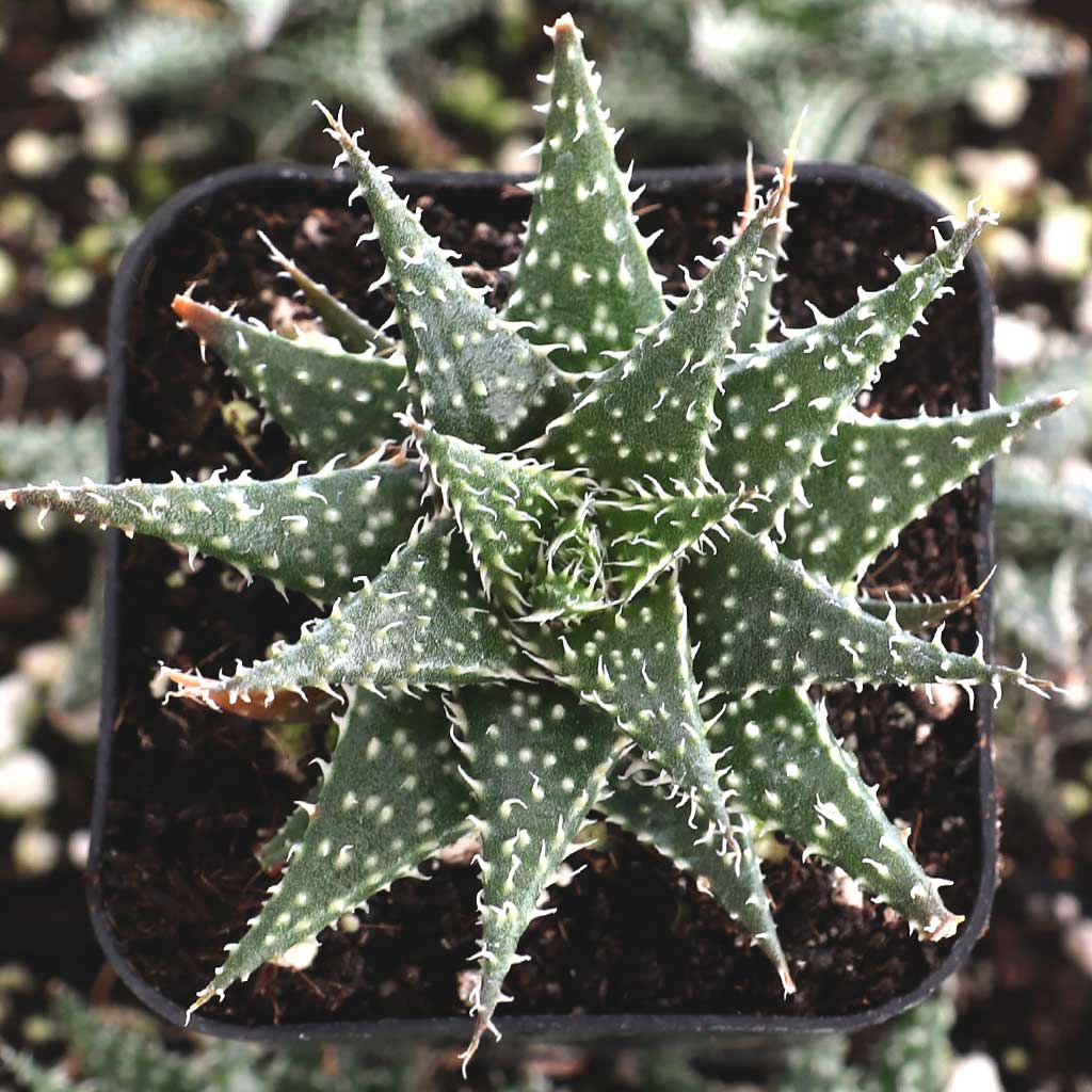 Aloe 'Pepe' Questions & Answers