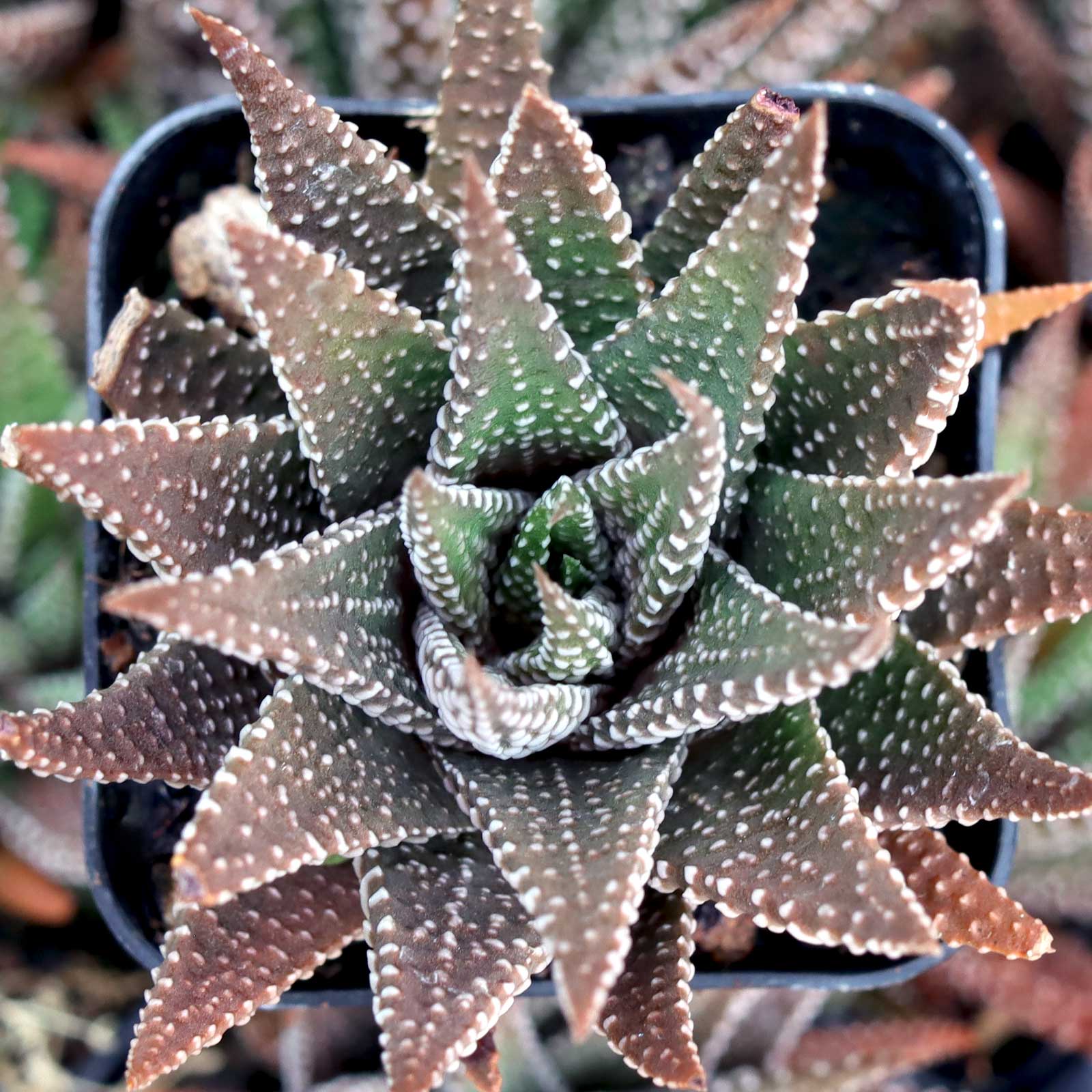 Haworthia attenuata Questions & Answers