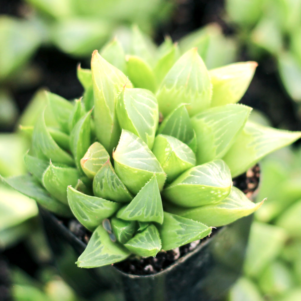 Haworthia retusa f. fouchei Questions & Answers